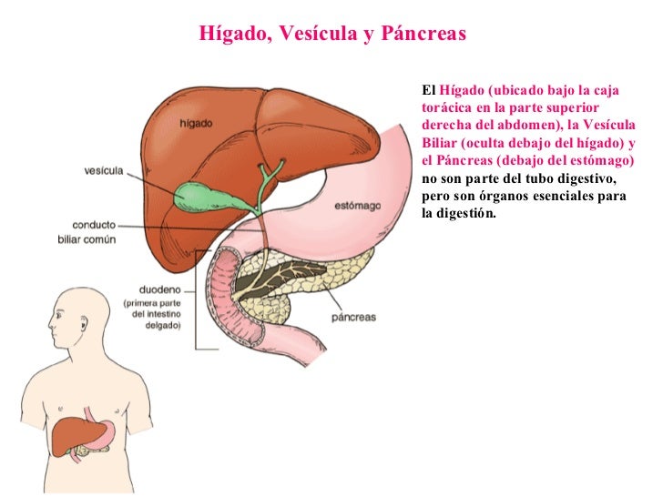 Sistema Digestivo Sistema Digestivo