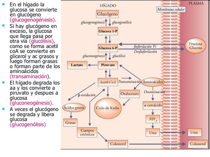 Sistema Digestivo Sistema Digestivo