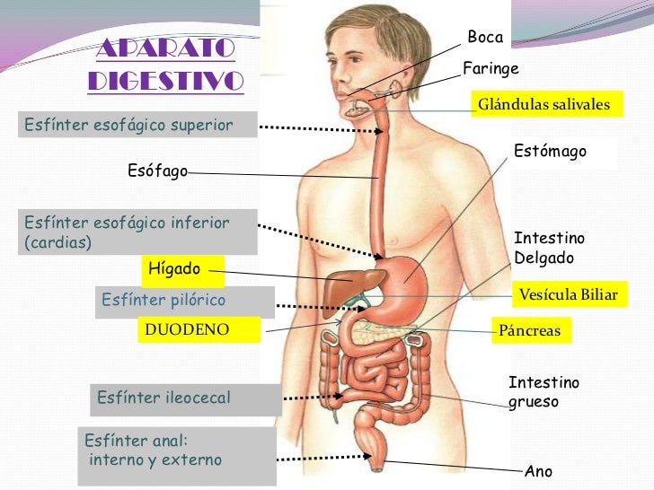 A que médico dirigirse a los dolores en la espalda el departamento de pecho de la columna vertebral