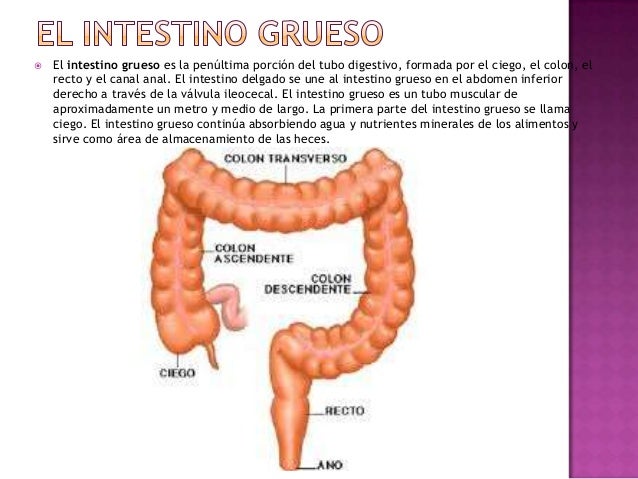 El régimen para el adelgazamiento para 13 días del menú