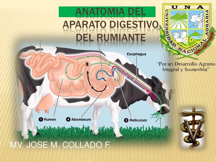 Sistema digestivo de los rumiantes