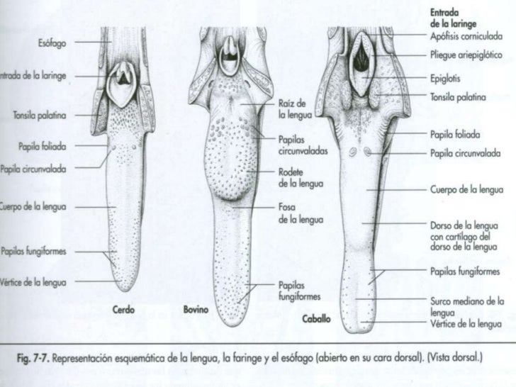 Sistema digestivo equinos
