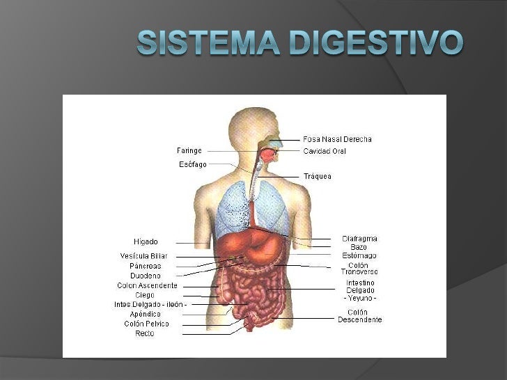 Sistema digestivo y circulatorio
