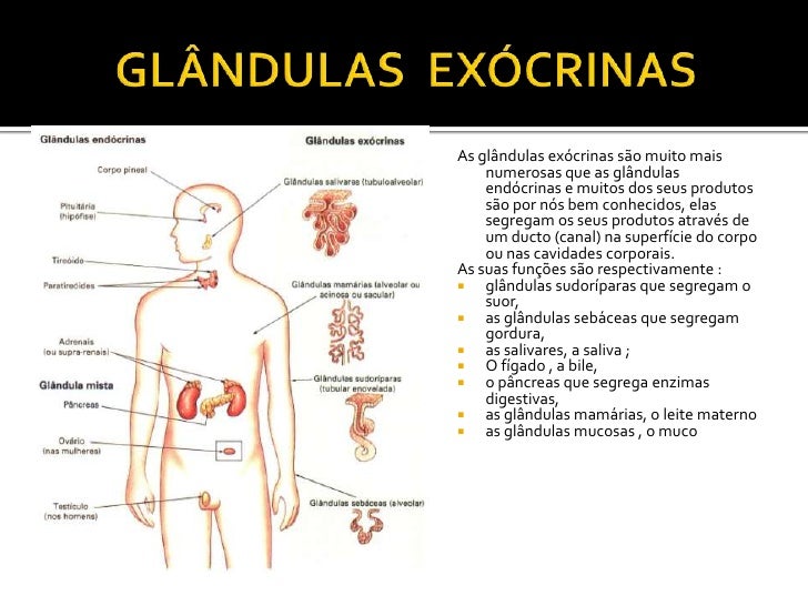 Onde As Glândulas Endócrinas Lançam Suas Secreções