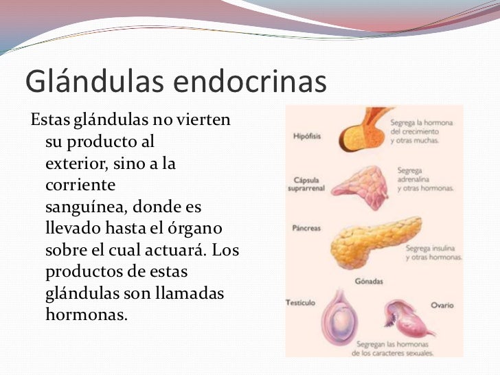 Sistema endocrino
