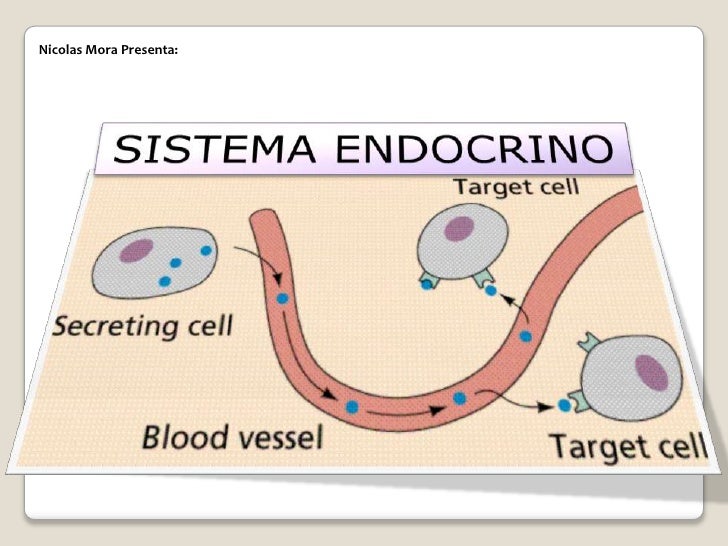 IMPORTANCIA SISTEMA ENDOCRINO importancia sistema endocrino: