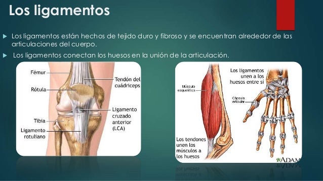Sistema esqueletico 1111