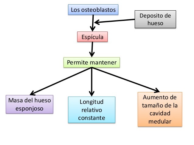 Crema per aumento del membro nel diametro