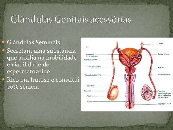 Sistema genital masculino2 Sistema genital masculino2