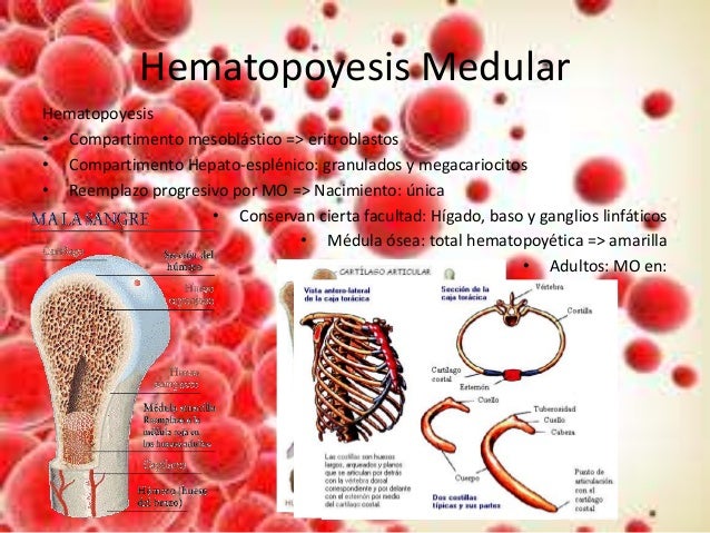 Sistema hematopoyetico