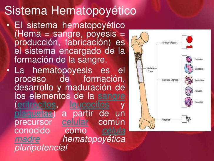 Sistema hematopoyético