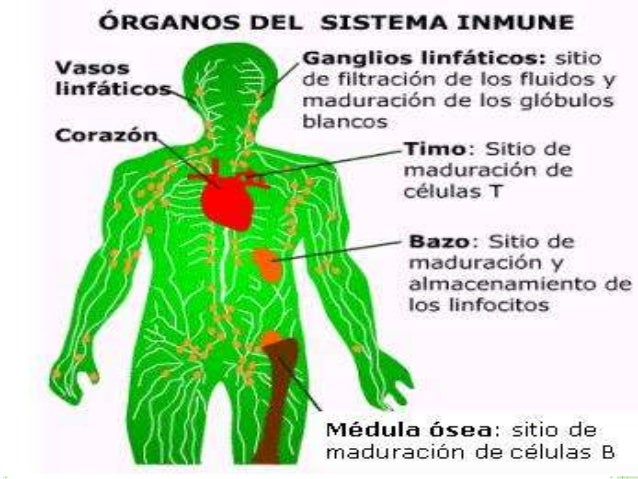 Resultado de imagen para sistema inmunológico