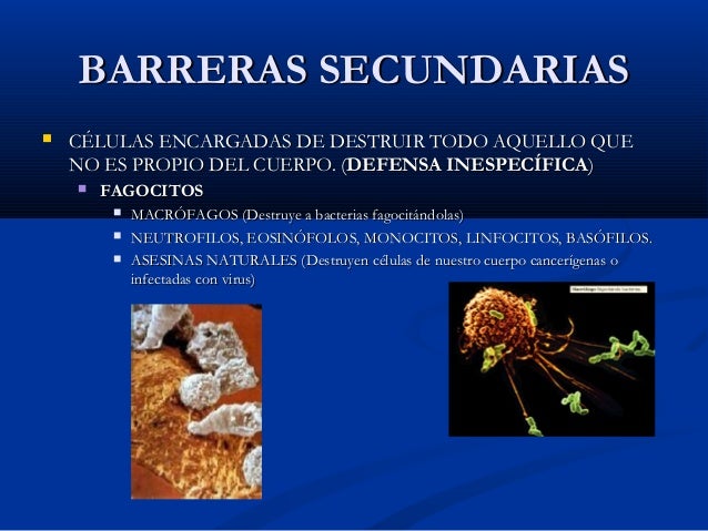 Sistema inmunológico