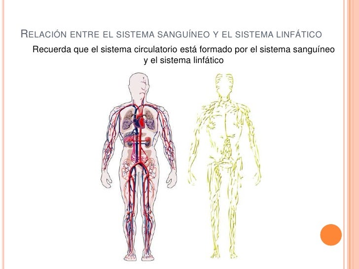 Resultado de imagen de sistema linfático y circulatorio