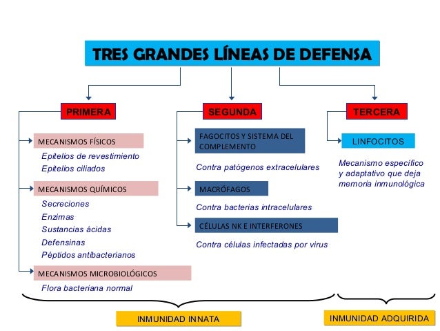Sistema linfático e inmunologico