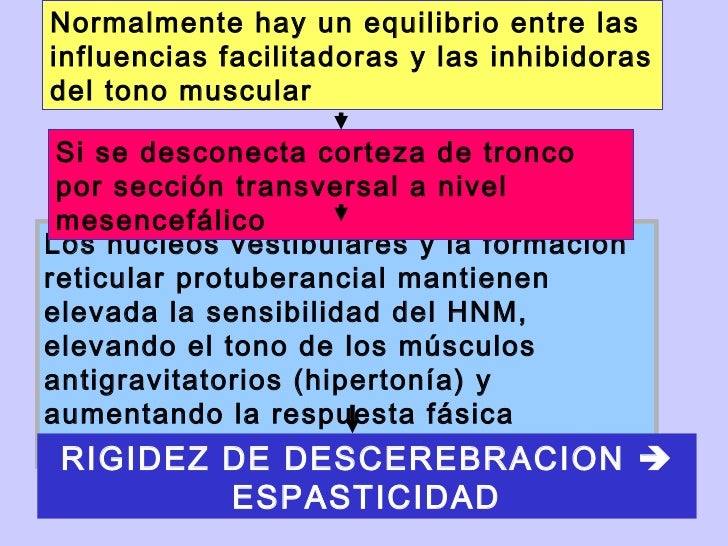 Por qué la persona tener ser un pequeño miembro