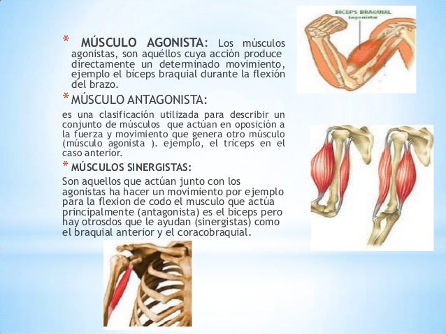Que Es Musculo Agonista Y Antagonista