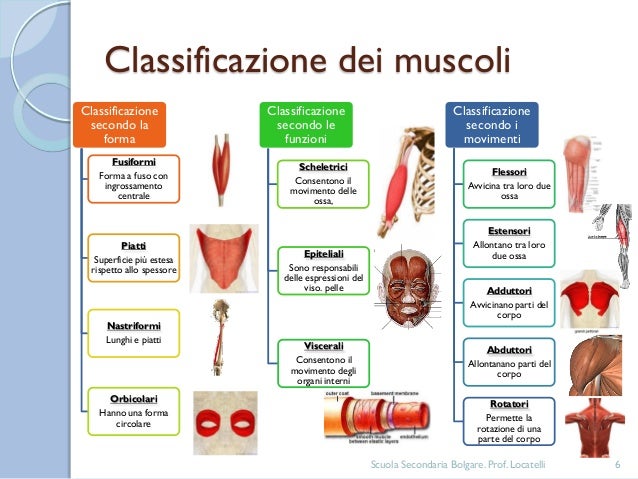 I Muscoli Che Hanno La Funzione Di Abbassare Un Organo