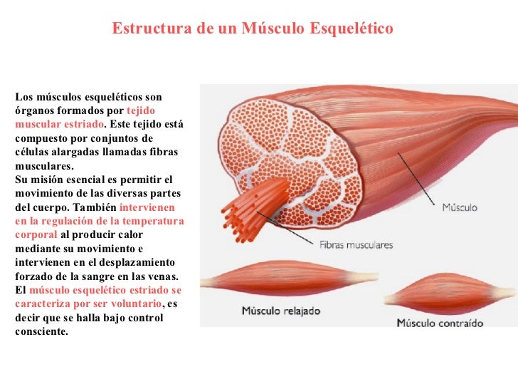 Sistema Muscular