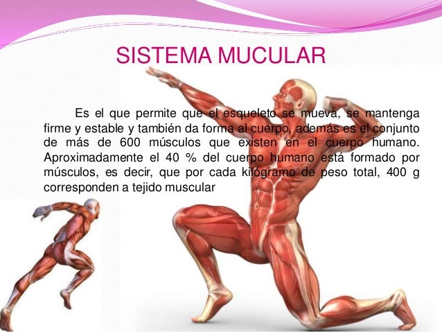 Sistema muscular