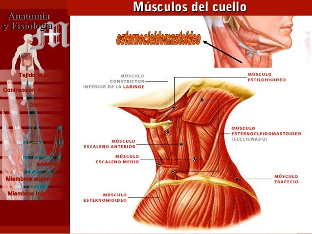 Que es más eficaz para el aumento de la dimensión del miembro