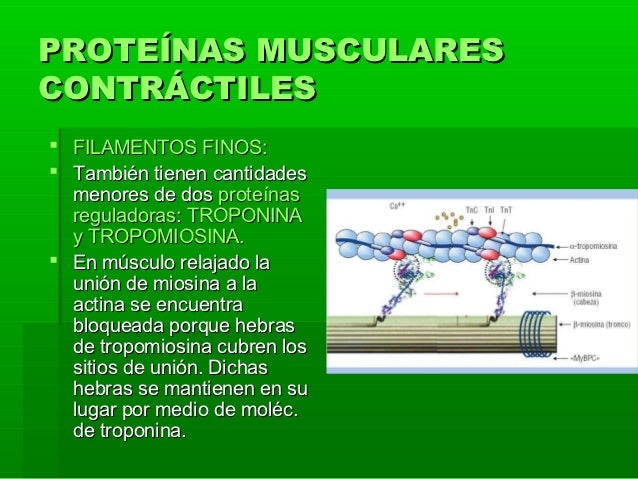Sistema muscular