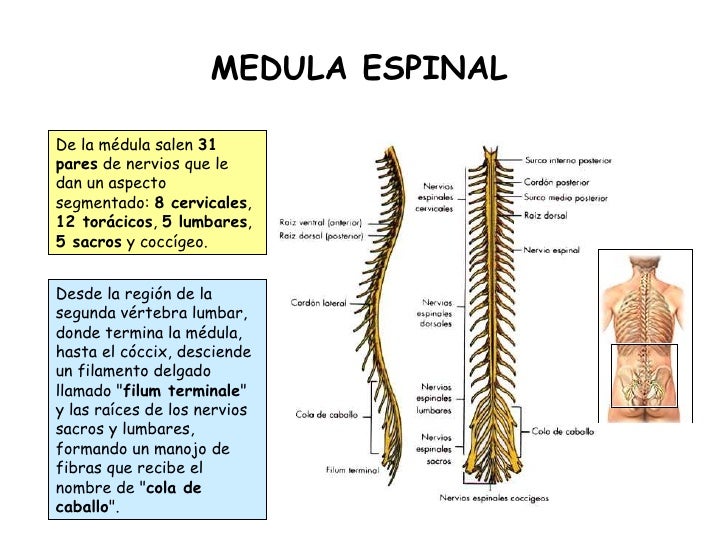 Equilibrio Vital Equilibrio Vital Equilibrio Vital Equilibrio Vital