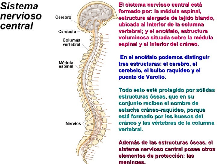 A la inflamación de los riñones puede estar enferma la espalda