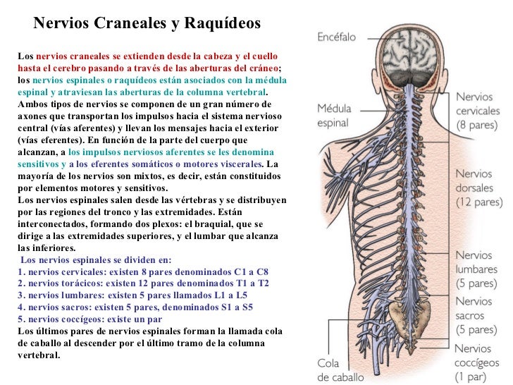Sistema Nervioso