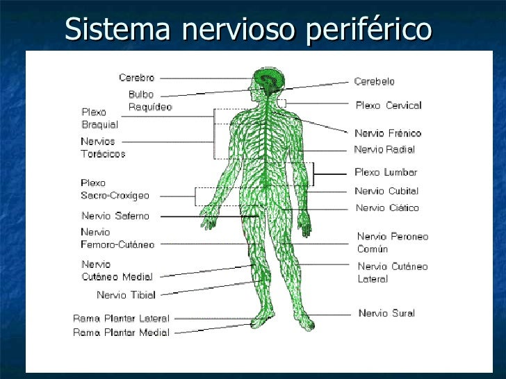 Trastornos del sistema nervioso aut nomo MedlinePlus en espa ol