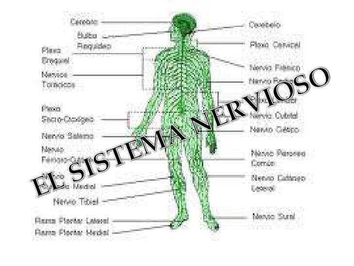 Sistema Nervioso Del Cuerpo Humano Sistema Nervioso Del Cuerpo Humano