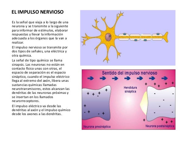 Donde Se Origina El Impulso Nervioso es.slideshare.net
