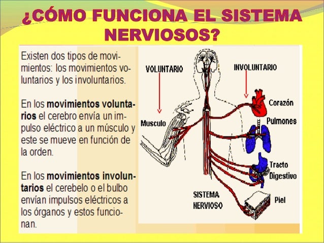 Resultado de imagen para sistema nervioso para primaria