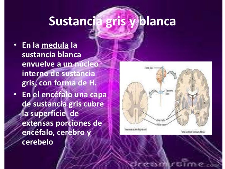 Sistema nervioso central y periferico. sustancia blanca y sustancia g… Sistema nervioso central y periferico. sustancia blanca y sustancia g…