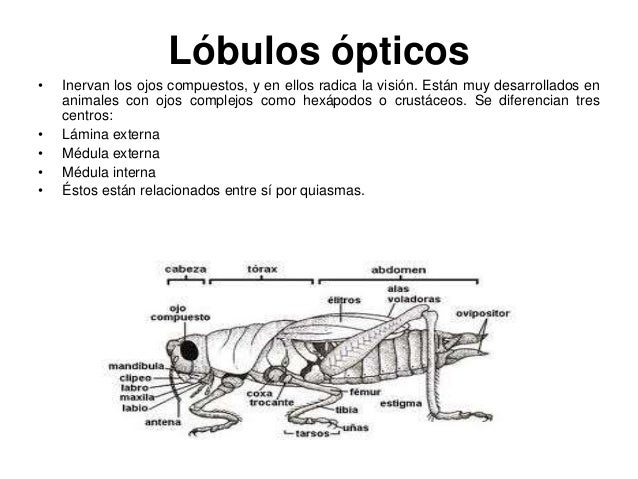 Lobulos opticos