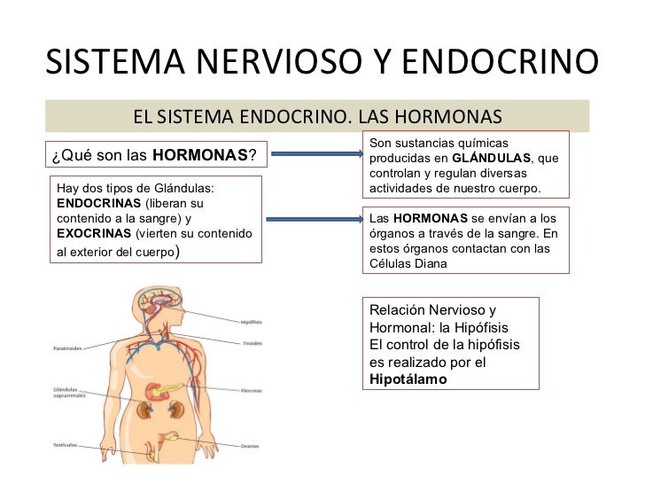 El tratamiento del alcoholismo por la acupuntura perm