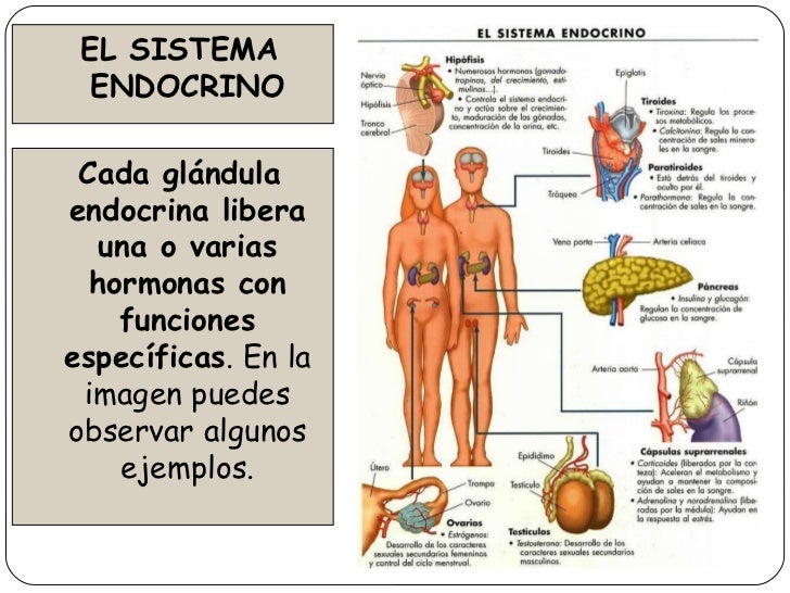 Qu es el sistema endocrino