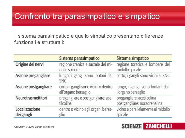 Sistema Nervoso Simpatico E Parasimpatico Differenze Sistema nervoso