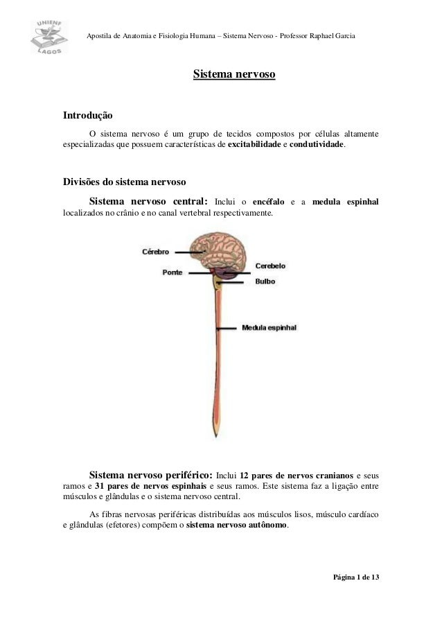 Anatomia e fisiologia do sistema nervoso