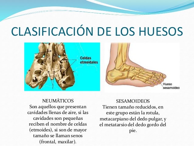 Para Que Sirven Los Huesos Sesamoideos