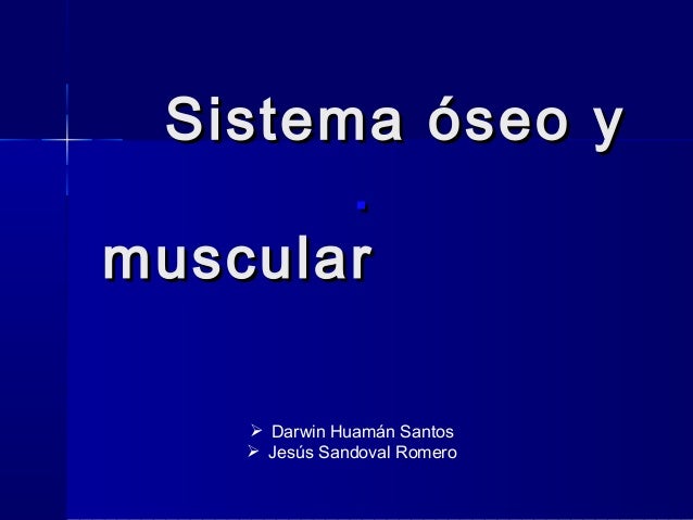 Sistema muscular todo lo que debes saber FOTOS