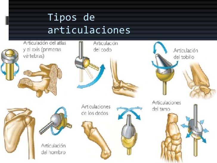Cuales Son Las Articulaciones Del Sistema Oseo