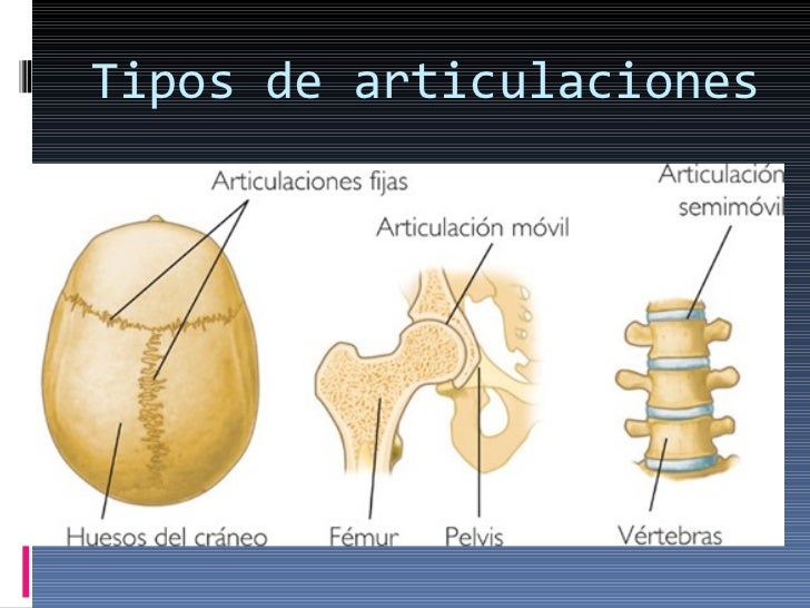 Sistema oseo y articular[1]