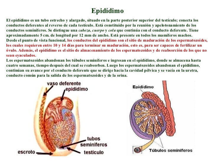 Sistema Reproductor