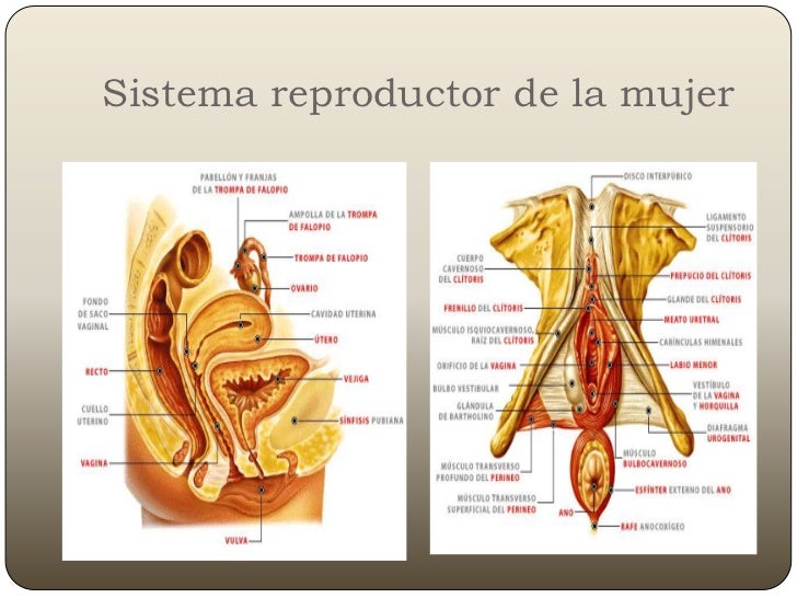 Los labios vaginales de esta zorra son enormes 4
