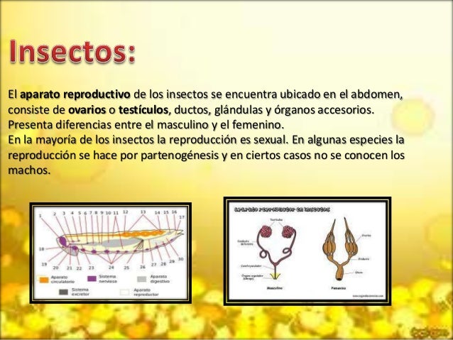 Sistema reproductores de animales