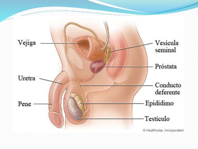 Resultado de imagen para reproductor masculino