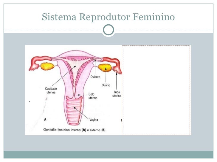 Como é Chamada A Célula Reprodutora Feminina