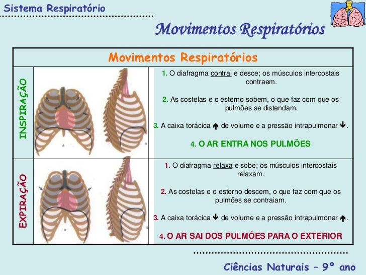 Sistema Respiratório