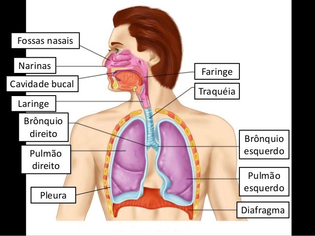 Sistema respiratório
